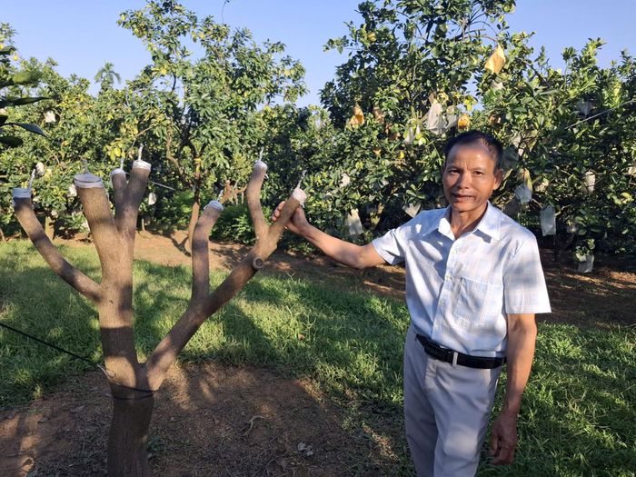 Những gốc bưởi Diễn đang được ông Lập ghép mắt mới để chuyển sang bưởi chín sớm hiệu quả kinh tế hơn. Ảnh: NM