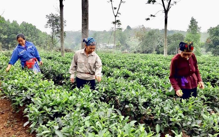 Thu hoạch lá chè tươi tại xã Yên Bài (thành phố Hà Nội). Ảnh: Tùng Nguyễn