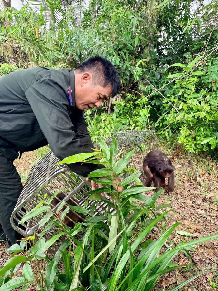 Đây là hoạt động thiết thực nhằm nâng cao hiệu quả công tác bảo vệ động vật hoang dã. Ảnh: VQGVQ.