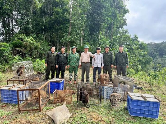 22 cá thể động vật hoang dã được lực lượng chức năng thả về môi trường sống tự nhiên. Ảnh: VQGVQ.