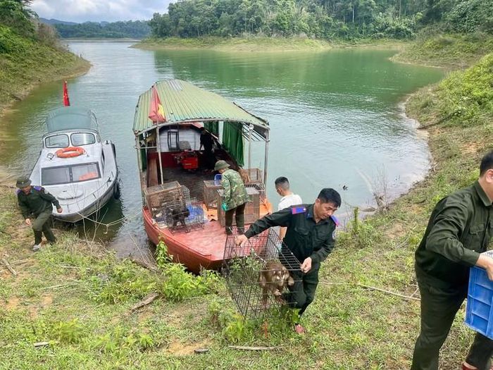 Toàn bộ số động vật nguy cấp, quý hiếm trên được đơn vị tiếp nhận thông qua việc tự nguyện bàn giao của người dân. Ảnh: VQGVQ.