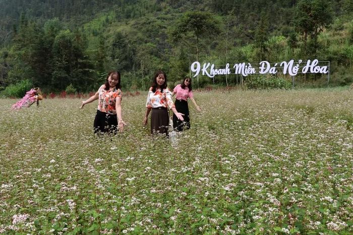 Du khách check in tại các cách đồng hoa tam giác mạch
