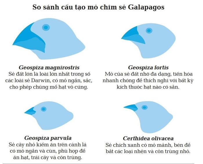  So sánh cấu tạo mỏ chim sẻ Galapagos. Ảnh trong sách Sinh thái học - Khái lược những tư tưởng lớn. 