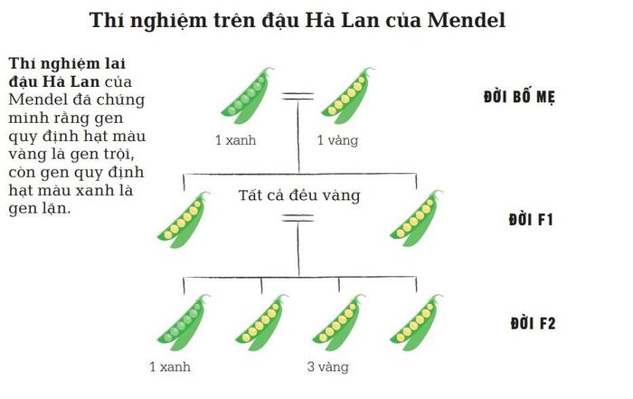 Thí nghiệm trên đậu Hà Lan của Mendel. Ảnh trong sách Sinh thái học - Khái lược những tư tưởng lớn.