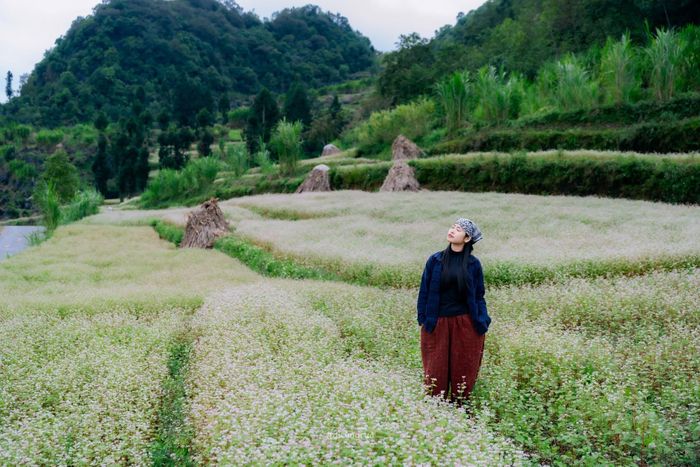 Hoa tam giác mạch vào mùa nở rộ năm 2025. Ảnh: Đi cùng Rùa. 