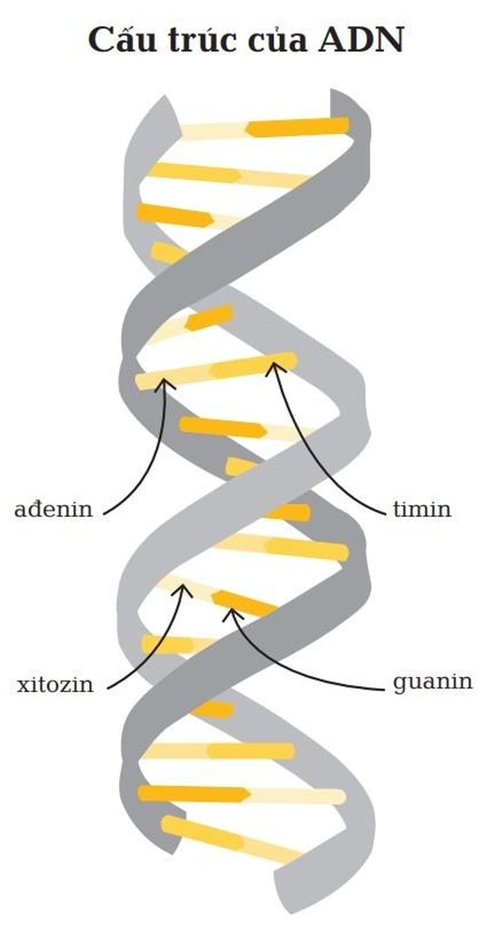  Phân tử ADN là một chuỗi xoắn kép gồm hai mạch, tạo thành từ các đơn phân tử đường và photphat, nối với nhau bằng các cặp bazơ nucleotit tương ứng: A nối với T, X nối với G. Ảnh trong sách Sinh thái học - Khái lược những tư tưởng lớn. 