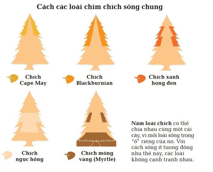  Cách các loài chim chích sống chung. Ảnh trong sách Sinh thái học - Khái lược những tư tưởng lớn. 