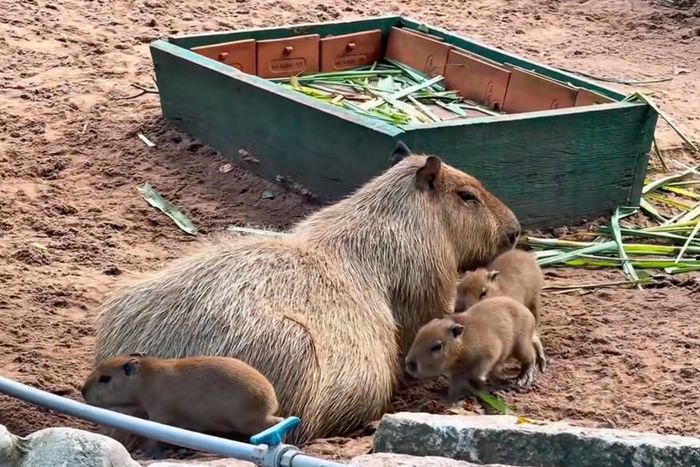 Capybara con bám mẹ không rời. Ảnh: Đơn vị cung cấp.