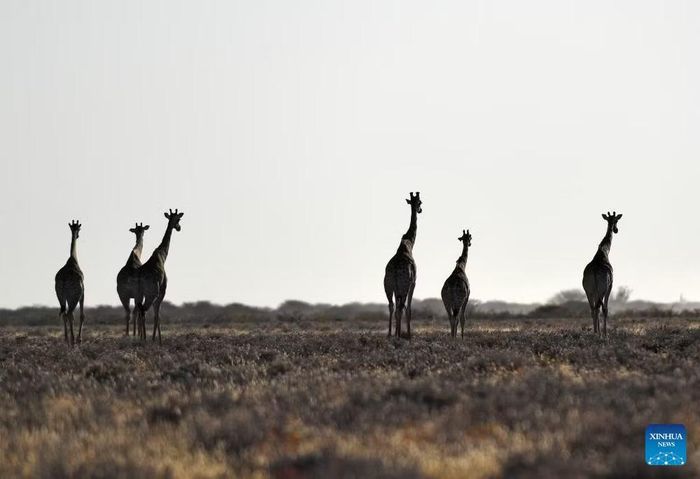 Hươu cao cổ dạo chơi trong Vườn quốc gia Etosha ở Namibia. (Ảnh minh họa: XINHUA)