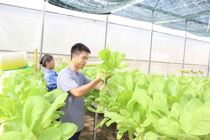 Mô hình trồng rau thủy canh tại xã Bát Tràng, Hà Nội. (Ảnh: XUÂN KỲ)