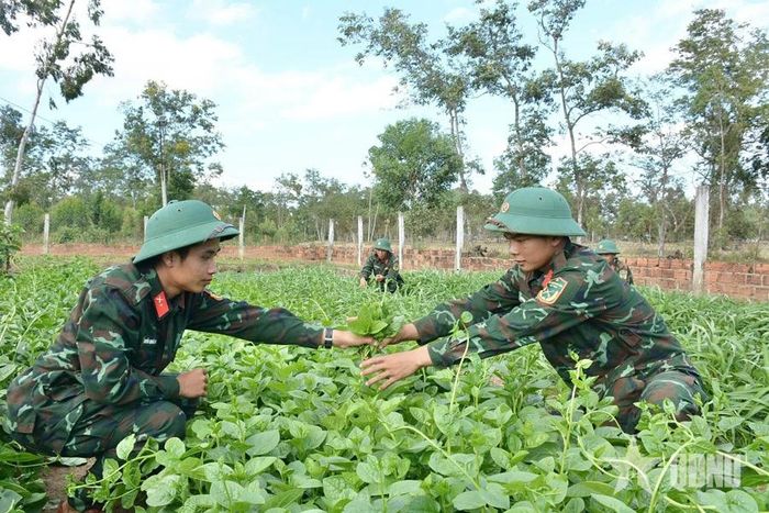 Bộ đội thu hái rau xanh sau giờ huấn luyện.
