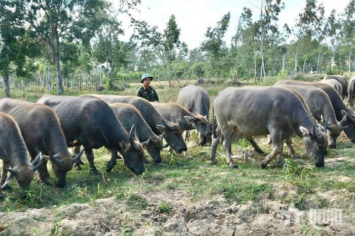 Đàn trâu của Lữ đoàn Pháo binh 368.