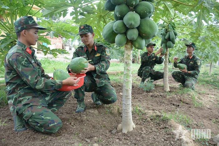 Vườn đu đủ của đơn vị.
