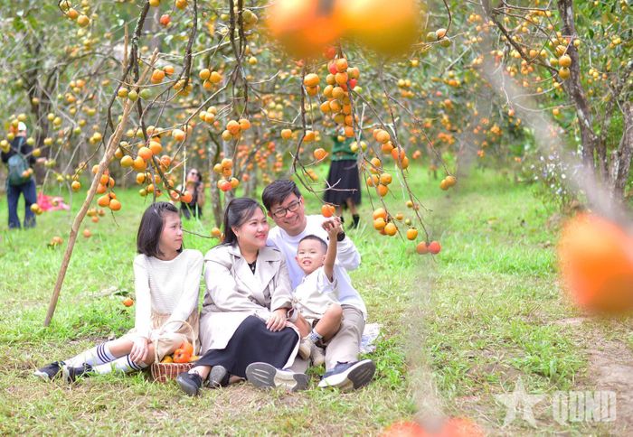  Mùa hồng trở thành sản phẩm du lịch đặc trưng tại Đà Lạt.