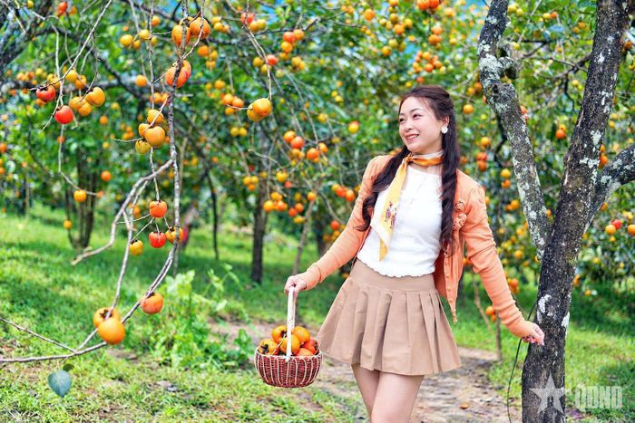 Những vườn hồng chín tại Đà Lạt luôn là điểm đến hấp dẫn đối với người dân và du khách.