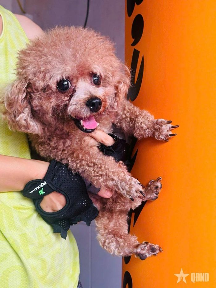  Cookies - chú chó được chị Võ Anh Đào (53 tuổi, tỉnh Vĩnh Long) nhận nuôi từ Forever WheelChair, nay khỏe mạnh, vui vẻ và tràn đầy sức sống. Ảnh: NVCC