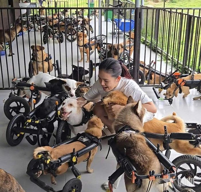  Những chú chó tại Forever WheelChair được chị Trần Anh Thư chăm sóc chu đáo và tận tình. Ảnh: NVCC 