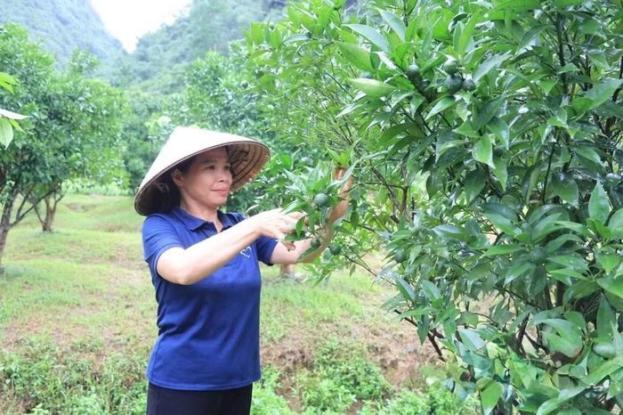 Những mô hình sản xuất hiệu quả, những cá nhân mạnh dạn ứng dụng kỹ thuật mới là chất liệu để Báo và Phát thanh, Truyền hình Lạng Sơn lan tỏa kinh nghiệm phát triển kinh tế tại địa phương. Ảnh: Báo Lạng Sơn