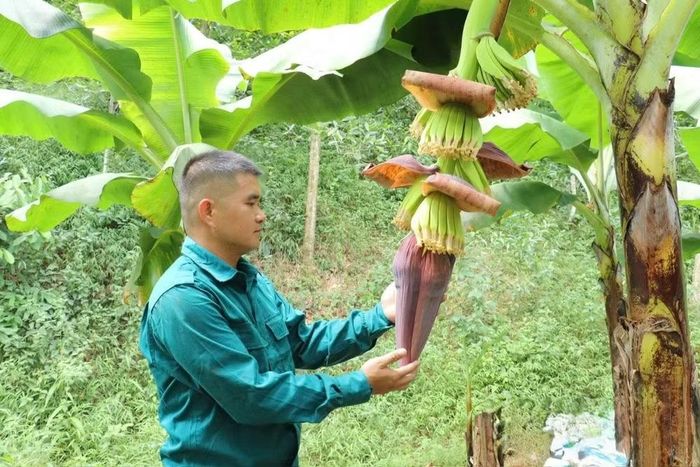 Từ những mô hình thực tiễn, Báo và Phát thanh, Truyền hình Lạng Sơn góp phần giới thiệu các cách làm mới, khuyến khích phát triển kinh tế ở địa phương. Trong ảnh, anh La Thanh Nhâm với mô hình sản xuất giống chuối tiêu hồng bằng phương pháp nuôi cấy mô. Ảnh: Báo Lạng Sơn