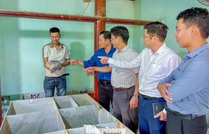 Các ngành chức năng của xã Hòa Hội tham quan mô hình nuôi dúi của anh Kha.