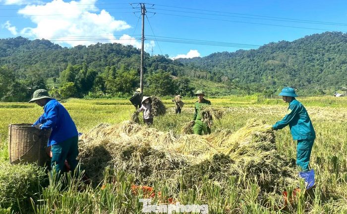  Đây đều là những hộ gia đình có hoàn cảnh khó khăn﻿, các thành viên trong gia đình thường xuyên đau ốm. Trong khi đó, lúa trên đồng đã chín vàng, việc thu hoạch của các gia đình gặp nhiều trở ngại. 