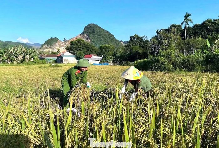 Tại xã Châu Hồng, trước tình trạng lúa chín nhưng máy gặt lớn không thể tiếp cận những thửa ruộng lầy lội ở khu vực bản Ngọc (bản Na Noong cũ), Chi đoàn Công an xã đã phối hợp với lực lượng tham gia bảo vệ an ninh, trật tự ở cơ sở trực tiếp xuống đồng giúp người dân thu hoạch.
