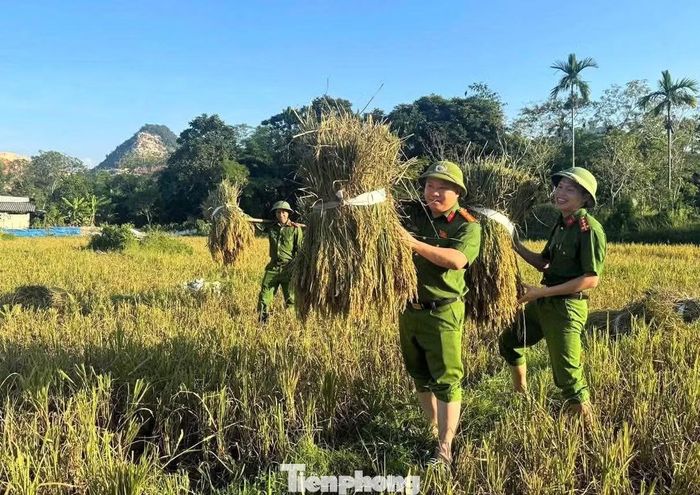 Giữa cái nắng oi ả, màu áo xanh công an nổi bật bên những thửa ruộng vàng óng. Các chiến sĩ cùng bà con cắt lúa, bó cẩn thận rồi gánh từng bó lúa nặng trĩu hạt về tận nhà.