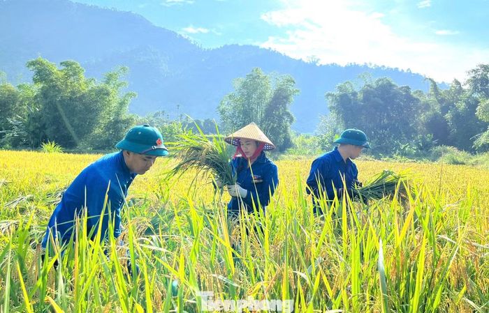 Thanh niên tình nguyện tiếp thêm sức người, giúp các gia đình đẩy nhanh tiến độ thu hoạch, hạn chế nguy cơ thất thoát khi thời tiết diễn biến bất lợi.