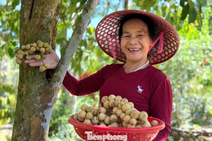Năm nay, bòn bon sai quả, chùm nào cũng vàng ươm, khiến người trồng phấn khởi. Với bà Tiên và nhiều hộ dân, thành quả sau một năm chăm sóc là niềm vui, đồng thời tạo thêm nguồn thu cho gia đình.