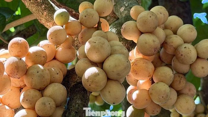 Tại các xã Thạnh Bình, Tiên Phước, Sơn Cẩm Hà, TP. Đà Nẵng, người dân tất bật thu hoạch bòn bon. Những chùm quả chín vàng nổi bật giữa vườn cây xanh mát, báo hiệu một mùa quả ngọt trên vùng đất xứ Tiên.