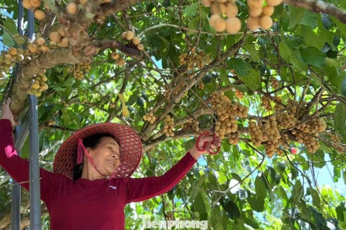 Tại thôn Lộc Yên, xã Thạnh Bình, vườn bòn bon của bà Võ Thị Tiên (75 tuổi) có 50 cây, trong đó 20 cây đang cho quả. Nhiều cây đã gắn bó với gia đình hàng chục năm, có cây khoảng 50 năm tuổi vẫn sai quả mỗi mùa.