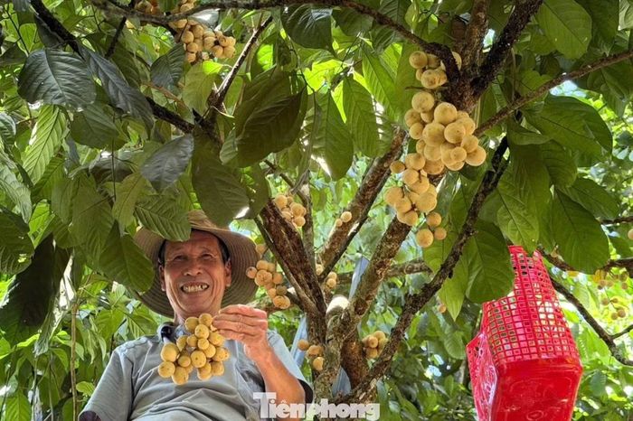 Gia đình ông Nguyễn Đình Nhân có hơn chục cây bòn bon đang cho trái. Vợ chồng ông thu hái, chọn những chùm đẹp để biếu người thân, bạn bè; phần còn lại mang ra chợ bán. “Trên này hầu như nhà ai cũng trồng bòn bon, vừa để ăn, biếu vừa bán. Năm nay được mùa nên ai cũng phấn khởi”, ông Nhân chia sẻ.