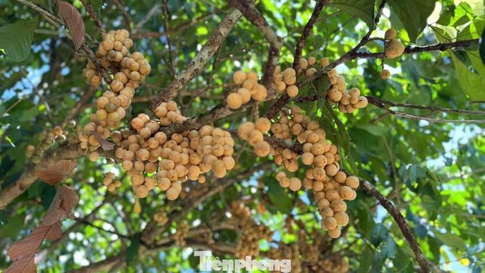 Theo bà Tiên, nhiều hộ trồng bòn bon có thể thu về khoảng 30-40 triệu đồng mỗi vụ. Với người dân địa phương, khoản thu này góp phần trang trải sinh hoạt và duy trì những khu vườn truyền thống.