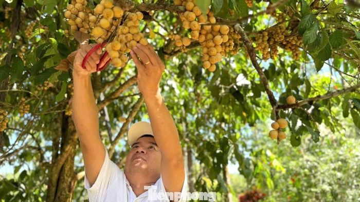 Bòn bon được thương lái thu mua tại vườn với giá khoảng 15.000–40.000 đồng/kg, tùy chất lượng và kích cỡ. Chùm to, trái đều, màu vàng sáng thường có giá cao hơn. Giá bán và sản lượng thuận lợi giúp người trồng cải thiện thu nhập.