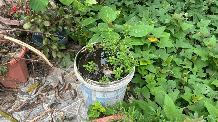 Các hộ gia đình cần dọn dẹp, vệ sinh, không để các vật dụng đọng nước lâu ngày.