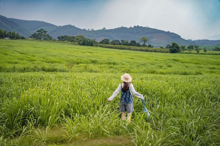 Ngoài ngắm hoa, vợ chồng anh Nhật còn ghé khu đồng cỏ gần nhà máy sữa, lưu lại những khung hình giữa màu xanh trải rộng dưới chân đồi