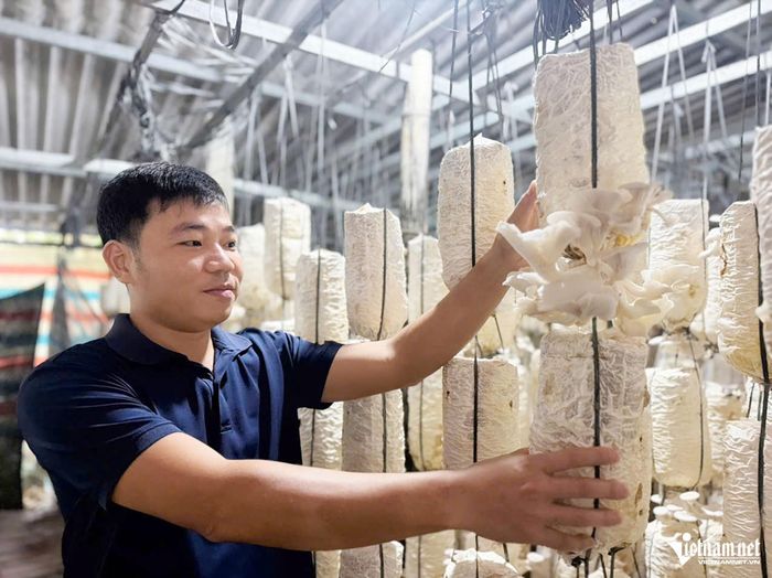 Anh Lê Trọng Đức chăm sóc nấm.