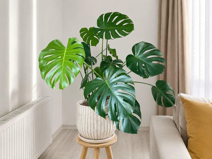 Cây trầu bà lá xẻ mang vẻ đẹp độc đáo