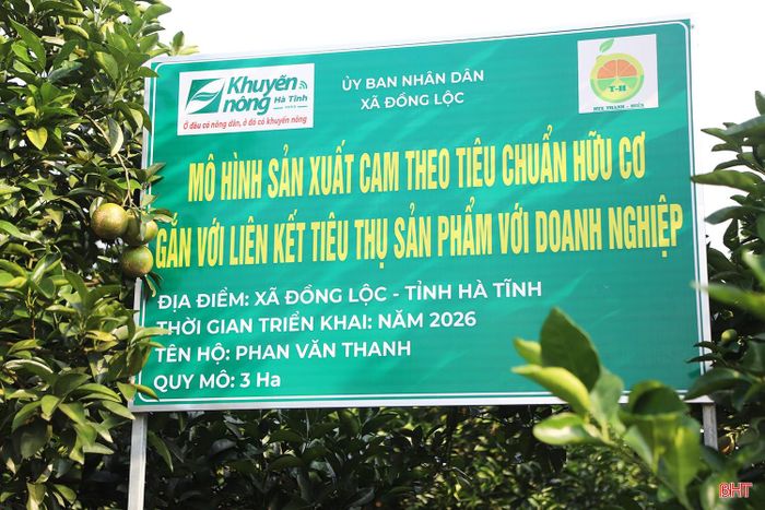 Bên cạnh 0,5 ha cam chanh “cổ thụ”, gia đình ông Thanh còn trồng 2,5 ha cam giòn. Đầu năm 2026, ông đã chuyển đổi toàn bộ diện tích sang quy trình canh tác hữu cơ nhằm nâng cao chất lượng quả, hướng đến sản xuất an toàn và gia tăng giá trị sản phẩm.