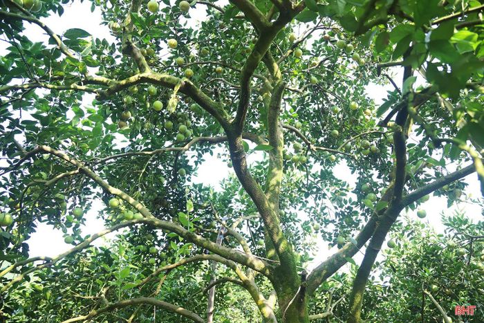 Nhiều gốc cam có kích thước lớn, tán cây xanh tốt, cành lá sum suê, quả sai trĩu tạo nên nét cổ kính, độc đáo cho khu vườn.