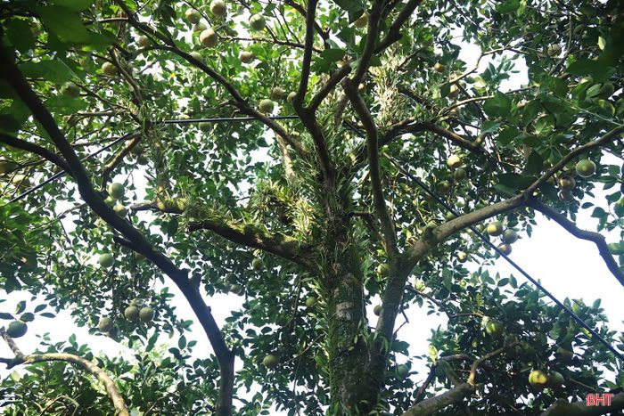 Ông Thanh cho biết: “Chăm sóc cam lâu năm đòi hỏi người trồng phải thường xuyên theo dõi tình trạng sinh trưởng của từng cây, chú trọng chăm sóc bộ rễ, tỉa cành và phòng trừ sâu bệnh. Trong đó, sâu đục thân, các loại nấm bệnh là những tác nhân cần đặc biệt lưu ý, bởi có thể ảnh hưởng đến sức sinh trưởng và khả năng cho quả của cây".