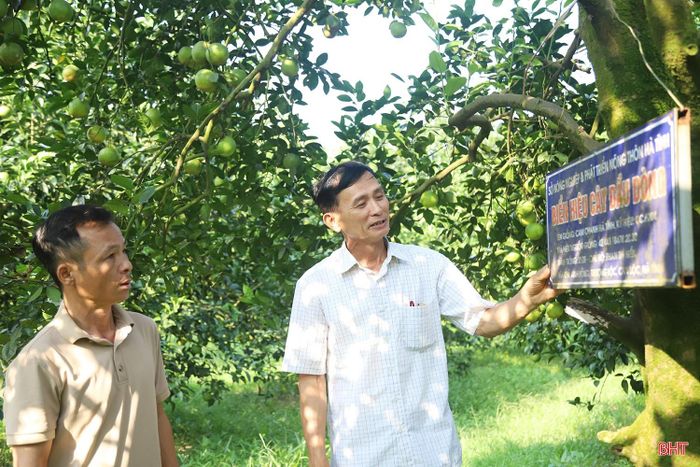 Anh Đoàn Phúc Phong (xã Toàn Lưu) cho hay: “Tôi thường đến vườn ông Thanh để mua cây giống vì nguồn giống ở đây được ghép từ những cây lâu năm, có khả năng sinh trưởng và cho quả ổn định. Cây giống khỏe, phát triển tốt sẽ giúp người trồng thuận lợi hơn trong quá trình chăm sóc, tạo nền tảng để nâng cao năng suất và chất lượng quả".