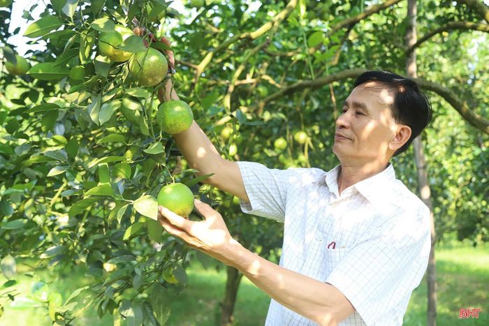 Ông Thanh chia sẻ: “Những gốc cam này đã gắn bó với gia đình gần 20 năm nên chúng tôi có nhiều kinh nghiệm trong chăm sóc, theo dõi quá trình sinh trưởng của từng cây. Dù đã lâu năm, cam vẫn cho quả với chất lượng tốt, vị ngọt đậm, được khách hàng ưa chuộng. Bình quân mỗi gốc cho khoảng 150 kg quả mỗi vụ. Đến mùa thu hoạch, thương lái thường tìm đến tận vườn thu mua, với giá khoảng 40.000-45.000 đồng/kg, giúp gia đình có nguồn thu ổn định".