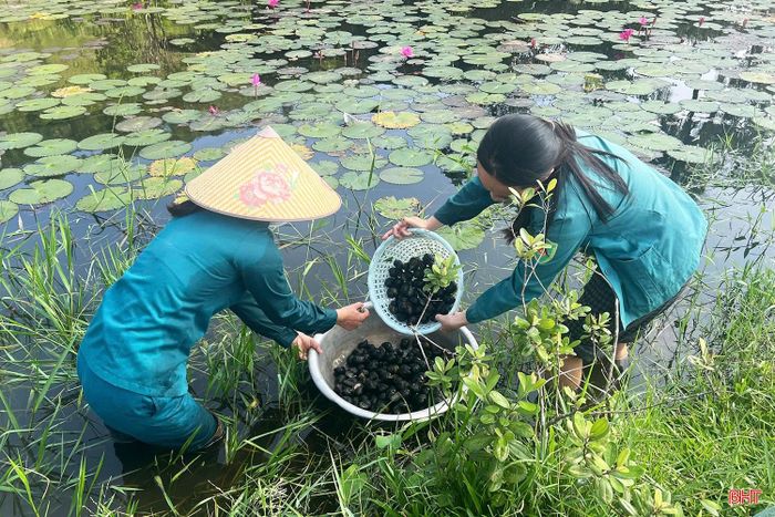Gia đình chị Oanh thu hoạch lứa ốc cuối cùng trong năm.