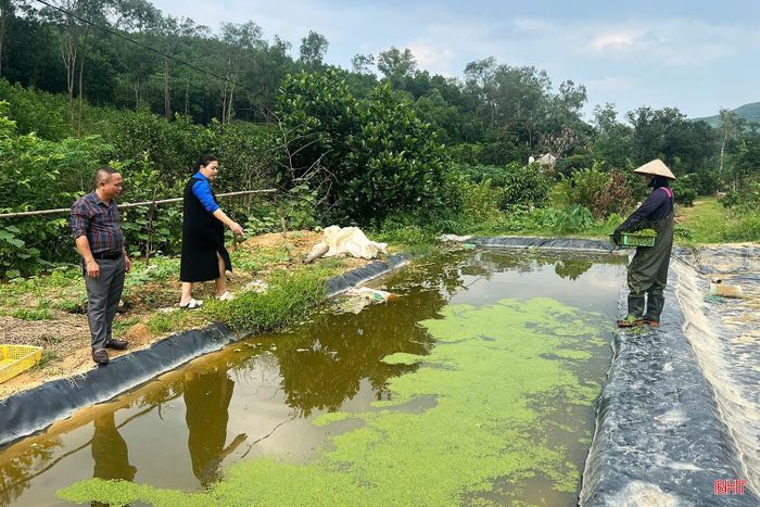 Một trong những hồ nuôi ốc bươu đen của gia đình anh Lê Tuấn Anh.