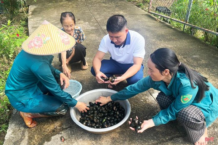 Mô hình nuôi ốc bươu đen phù hợp với điều kiện của nhiều hộ gia đình ở nông thôn.