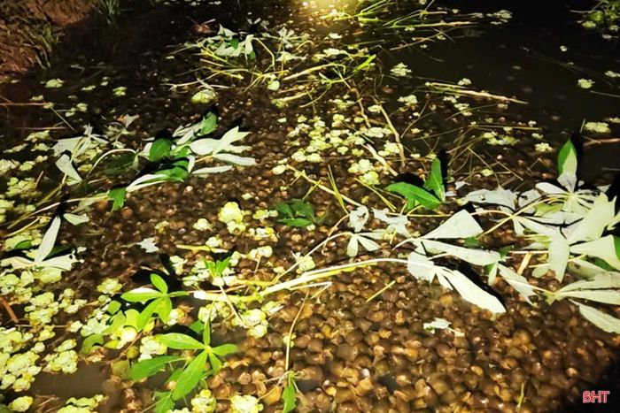 Nguồn thức ăn cho ốc bươu đen có thể tận dụng từ tự nhiên và vườn nhà.