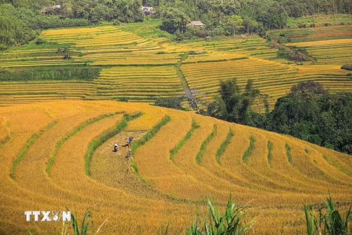 Ruộng bậc thang Miền Đồi đang vào mùa thu hoạch. (Ảnh minh họa: Trọng Đạt/TTXVN)