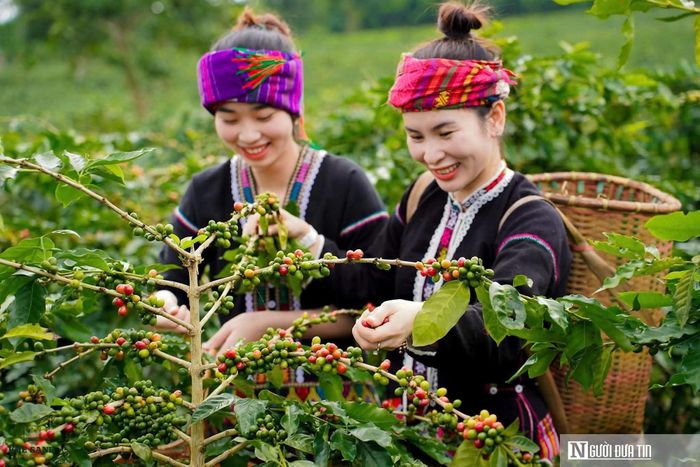 Đến năm 2026, có hơn 8.600 hộ dân ở Khe Sanh gắn bó với cây cà phê, trong đó hơn một nửa là đồng bào Bru - Vân Kiều và Pa Kô.