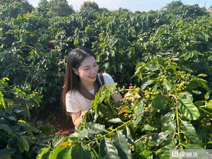 Du khách tham quan vườn cà phê Khe Sanh